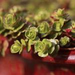 Photo by Sandy Cortez
Some succulents need to come indoors as soon as the weather turns chilly, and all need well-draining soil where they are planted.