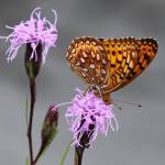 Photo by Rob Routledge, Sault College (Bugwood.org)
Attract butterflies like this fritillary butterfly to your home garden using certain native plants.