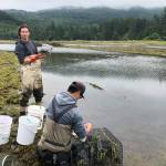 Photo by Emily Grason/ Cole Svec, a technician II, and Deon Roche, a salmon biologist, participate in a Trapping Blitz in early August with Makah Fisheries Management, Department of Fish and Wildlife, and Washington Sea Grant.