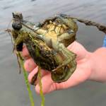 Photo by Dawson Little
Mating pairs of European green crabs have been routinely caught this year by Makah Fisheries Management for the first time as total captures of the invasive species has boomed to more than 17,000 caught so far in 2022.