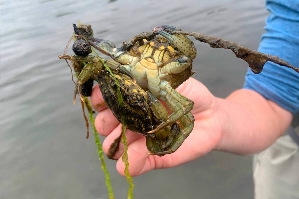 Photo by Dawson Little
Mating pairs of European green crabs have been routinely caught this year by Makah Fisheries Management for the first time as total captures of the invasive species has boomed to more than 17,000 caught so far in 2022.