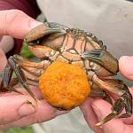 Photo by Tiffany Straza/ This pregnant female European green crab caught in May by Makah Fisheries Management team in the Waatch River is the first tribal staff have caught since trapping started in 2017.