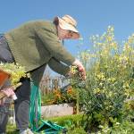 File photo by Keith Thorpe/Olympic Peninsula News Group / Evelyn Simpson of Port Angeles cuts away a kale plant that had gone to seed in her plot at the Fifth Street Community Garden on Tuesday in Port Angeles.