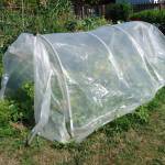 Photo by Lorrie Hamilton
Be sure to ventilate low tunnels during the day by rolling up the ends (as shown in this photo) or side panels to prevent excessive heat that can kill plants and high moisture levels that can contribute to fungal diseases during the cool winter months.