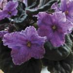 Photo by Rosemary Fitzpatrick
African violets are the topic of discussion at 10 a.m. at the Sequim Prairie Garden Clubs meeting on Oct. 3. The public is invited.