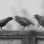 Sequim Gazette photo by Michael Dashiell / Its feeding time for these local starlings, perched atop a fence near downtown Sequim. The photo earned Gazette editor Michael Dashiell a first place in the B/W Feature, Portrait or Pictorial Photo division in the Washington Newspaper Publishers Associations 2022 Better Newspaper Contest.