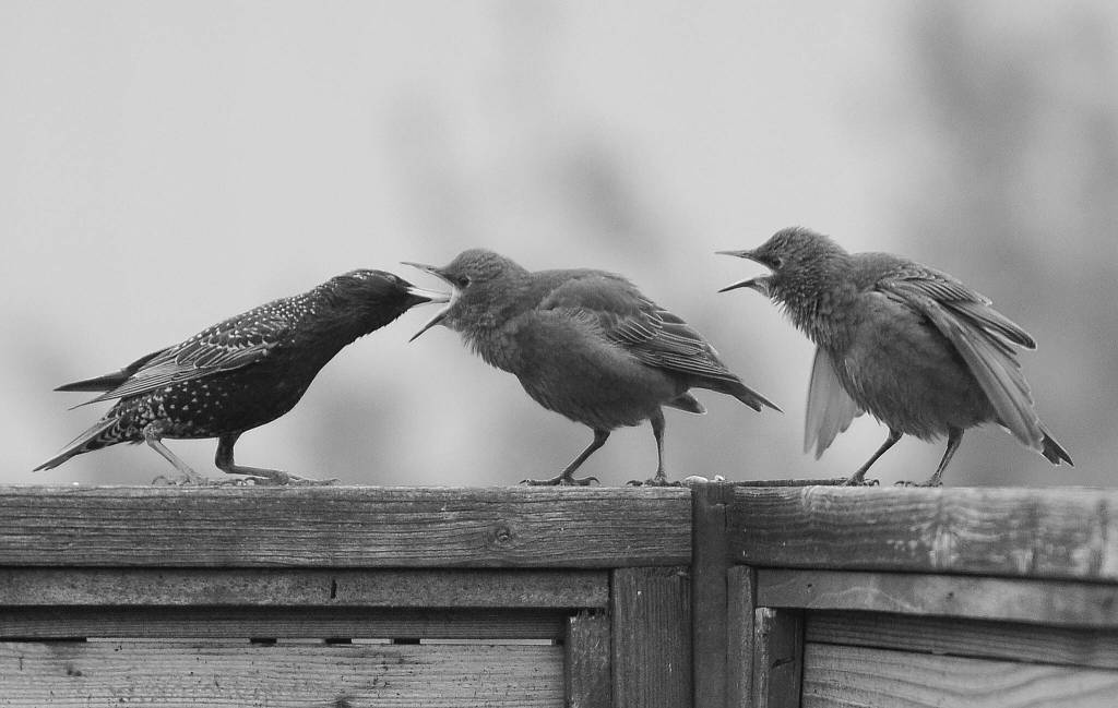 Sequim Gazette photo by Michael Dashiell / Its feeding time for these local starlings, perched atop a fence near downtown Sequim. The photo earned Gazette editor Michael Dashiell a first place in the B/W Feature, Portrait or Pictorial Photo division in the Washington Newspaper Publishers Associations 2022 Better Newspaper Contest.