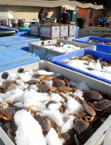 File photo by Keith Thorpe/Olympic Peninsula News Group / Cases of liive crab on ice await preparation for cooking at the Dungeness Crab and Seafood Festival in 2021.