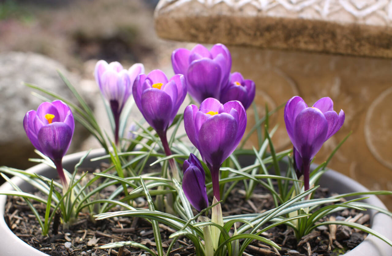 Photo by Sandy Cortez
The fall months on the Olympic Peninsula are a good time to plant bulbs such as crocus (pictured), as well as anemone, daffodils and iris.