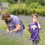 Sequim Gazette photo by Michael Dashiell / Lisa Roberts and 10-year-old son Ryan of Hoquiam enjoy gather lavender  and enjoy the scents  at Lavender Connection on July 15.