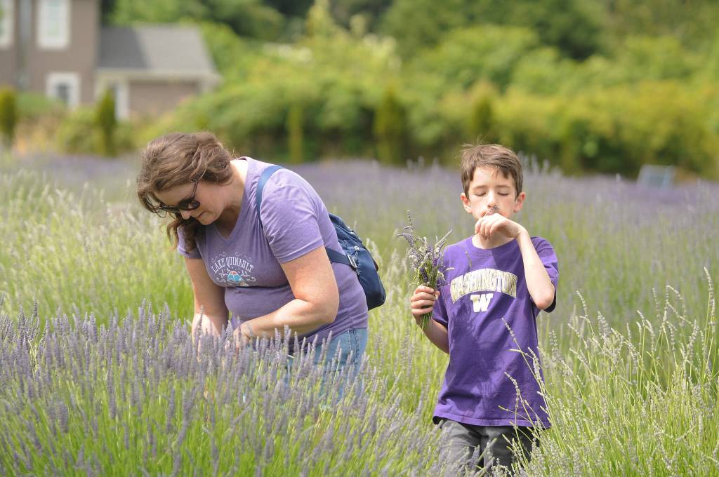 Sequim Gazette photo by Michael Dashiell / Lisa Roberts and 10-year-old son Ryan of Hoquiam enjoy gather lavender  and enjoy the scents  at Lavender Connection on July 15.