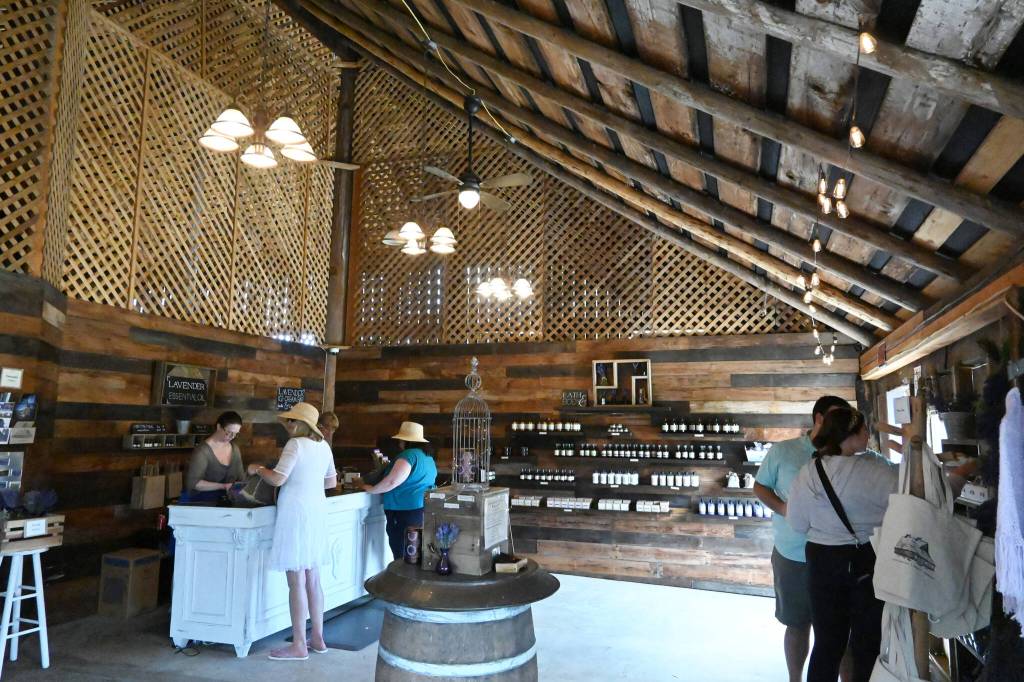 Sequim Gazette photo by Michael Dashiell
Customers shop for lavender-infused products inside the historic barn/gift shop at Lavender Connection on July 15.