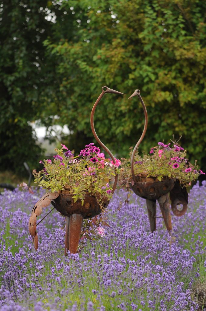 Sequim Gazette photo by Michael Dashiell / Creatures greet visitors at In Bloom Lavender Farms on July 17.