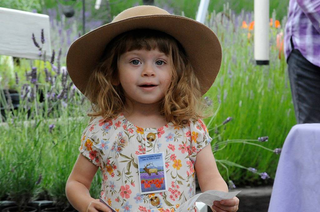 Sequim Gazette photo by Matthew Nash/ Luci Vickers, 2-and-a-half, takes in the lavender at Nelsons Duckpond & Lavender Farm with her family on July 16. Her mom Stephanie Vickers said its their familys favorite farm and they buy lavender, and lavender products each time.