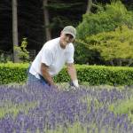 Sequim Gazette photo by Matthew Nash/ Jeff Ruckle of Port Orchard helps his friends harvest royal velvet lavender at Kitty Bs Lavender Farm on July 17. He said its the only variety ready to harvest, and the owners say theyll be harvesting the rest in the coming weeks as it blooms.