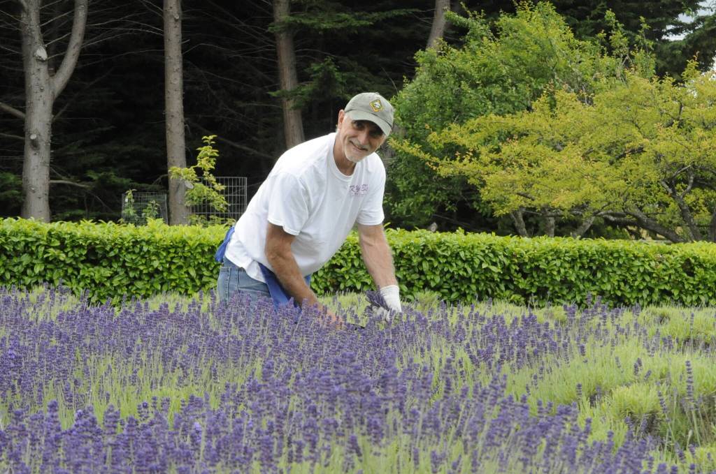Sequim Gazette photo by Matthew Nash/ Jeff Ruckle of Port Orchard helps his friends harvest royal velvet lavender at Kitty Bs Lavender Farm on July 17. He said its the only variety ready to harvest, and the owners say theyll be harvesting the rest in the coming weeks as it blooms.
