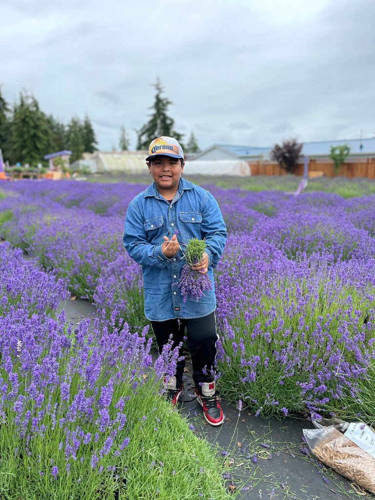 Sequim Gazette photo by Matthew Nash/ Bill Hernandez of Sequim helps family-friends at Melis Lavender harvest lavender on July 16 to earn some extra spending money.
