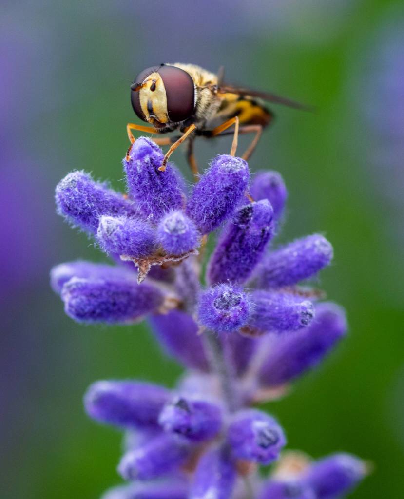 Sequim Gazette photo by Emily Matthiessen
Humans werent the only creatures enjoying the lavender in Sequim last week. Here a syrphid fly enjoys a plant at Purple Haze Lavender Farm on July 16.