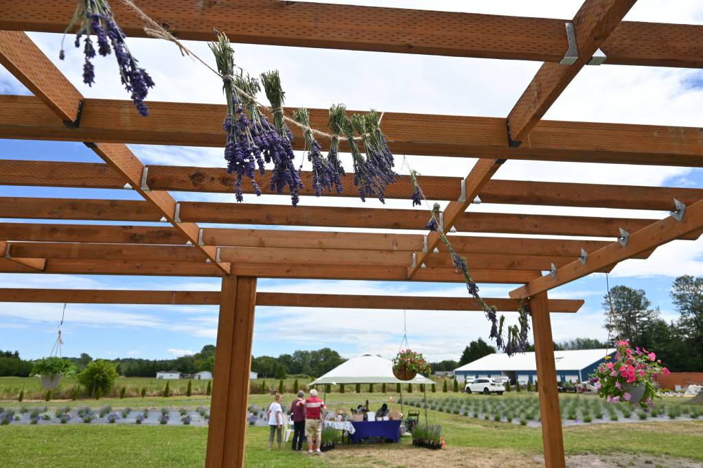 Sequim Gazette photo by Michael Dashiell / Visitors enjoy exploring the grounds at Fat Cat Garden & Gifts on July 15.