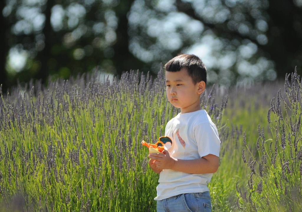Sequim Gazette photo by Michael Dashiell / Stephen Luo, 5-and-a-half, of Seattle, gazes at the lavender fields at Jardin du Soliel Lavender Farm & Gift Shop on July 15. Luos family made the trek from Seattle to the Olympic Peninsula to enjoy several spots at Olympic National Park and serendipitously happened upon Sequims Lavender Weekend.