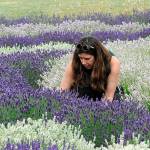 Sequim Gazette photo by Matthew Nash/ April Pacholski from North Bend makes a bouquet at Rain Shadow Lavender Farm on July 15. She said it was her first time visiting a lavender farm despite having family in the area.