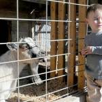 KEITH THORPE/PENINSULA DAILY NEWS
Adam Cowan 1 1/2, of Sequim show a hint of trepidation on Wednesday while getting to know a goat named Trixie that resides at Agnew Grocery east of Port Angeles. The goat is one of several farm animals kept on the property of the grocery and feed store.