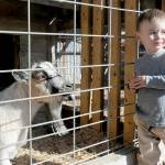 Keith Thorpe/Olympic Peninsula News Group 
Adam Cowan, 1 1/2, of Sequim, show a hint of trepidation while getting to know a goat named Trixie that resides at Agnew Grocery in October. The goat is one of several farm animals kept on the property of the grocery and feed store.