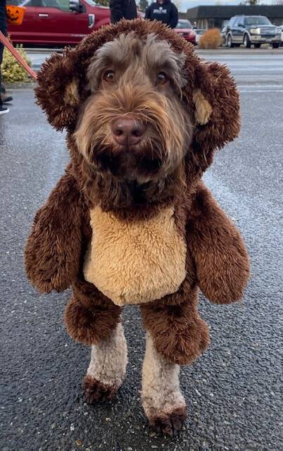 Submitted photo / Porter (aka Mr. Mcfluffy) enjoys some trick-or-treating in downtown Sequim on Halloween.