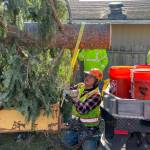 Sequim Gazette photo by Matthew Nash
Gary Meyer with the City of Sequim secures the trunk of a donated tree with help from Josh Henning and other crewmen on Nov. 15. The tree was removed by Accurate Angle Crane and city staff. They placed it at Centennial Place, the northeast corner of Sequim Avenue and Washington Street.