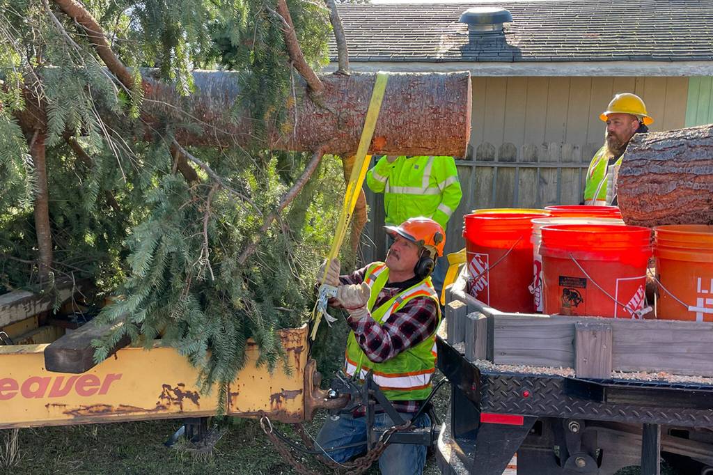 Sequim Gazette photo by Matthew Nash
Gary Meyer with the City of Sequim secures the trunk of a donated tree with help from Josh Henning and other crewmen on Nov. 15. The tree was removed by Accurate Angle Crane and city staff. They placed it at Centennial Place, the northeast corner of Sequim Avenue and Washington Street.