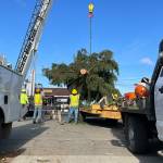 Sequim Gazette photo by Matthew Nash/ After a Sequim resident donated his tree, crews with Accurate Angle Crane and the City of Sequim moved it a few blocks on Nov. 15 to Centennial Place, the northeast corner of Sequim Avenue and Washington Street.