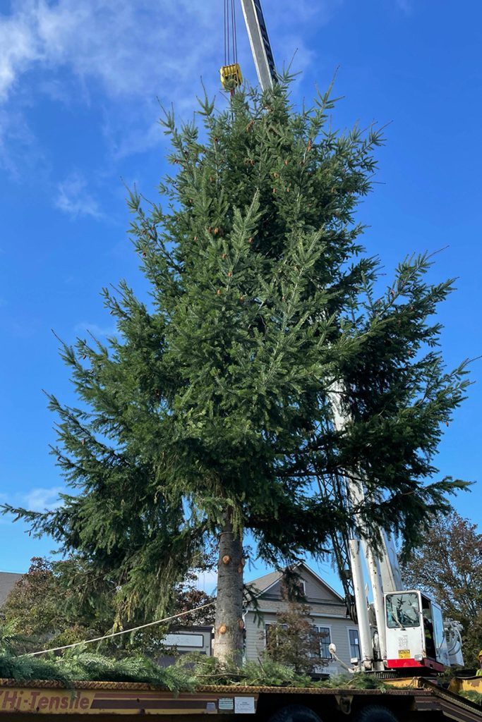 Sequim Gazette photo by Matthew Nash/ After a Sequim resident donated his tree, crews with Accurate Angle Crane and the City of Sequim moved it a few blocks on Nov. 15 to Centennial Place, the northeast corner of Sequim Avenue and Washington Street.