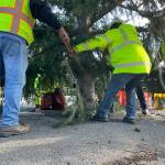 Sequim Gazette photo by Matthew Nash/ City crewmen Ty Brown, Luke Bugge, Josh Henning, Mike Madison, and Gary Meyer place the donated tree to become the next Christmas tree in downtown Sequim with help from Dan Goettling of Accurate Angle Crane.