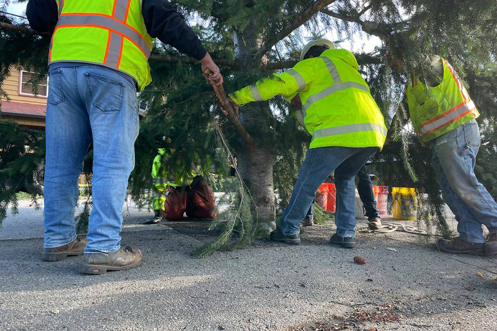 Sequim Gazette photo by Matthew Nash/ City crewmen Ty Brown, Luke Bugge, Josh Henning, Mike Madison, and Gary Meyer place the donated tree to become the next Christmas tree in downtown Sequim with help from Dan Goettling of Accurate Angle Crane.