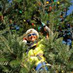 Sequim Gazette photo by Matthew Nash/ Captain Crystal Stout places lights onto the downtown Sequim Christmas tree on Nov. 17.