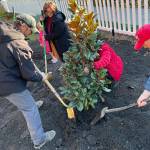 Sequim Gazette photo by Matthew Nash/ For this Teddy Bear Magnolia tree, Ty Brown, City of Sequim operations manager; Rachel Anderson, city councilor; Vina Winters, president of the Sequim Prairie Garden Club, and Donald Clark with the club work together to help plant it on Nov. 18 during the citys Arbor Day celebration.