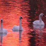 Trumpeter swans enjoy an evening on Kirner Pond. Photo by Bob Phreaner