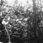 Photo by Emily Matthiessen / Patricia Robison makes a wish on a dandelion. The Twilight Wish Foundation has recently opened its 20th chapter, headquartered in Sequim. They are seeking wishes from seniors in assisted living or living on below poverty level incomes.