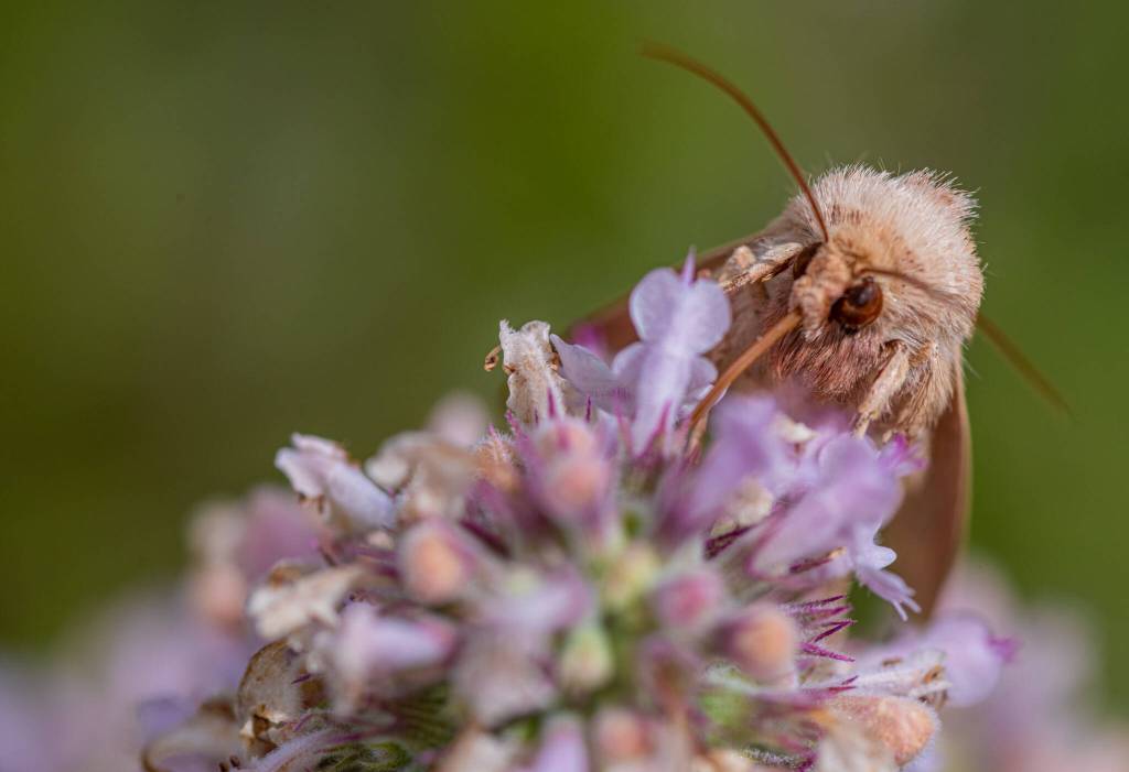 Sequim Gazette photo by Emily Matthiessen
Hot days did not discouraged this moth from enjoying the nectar of local catnip one day in mid-August.