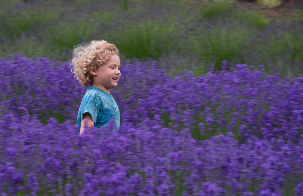 Sequim Gazette photo by Emily Matthiessen/ Auggie Hopkinson, age 5, enjoys running through the rows of lavender at Purple Haze Lavender Farm with his brother and sister, during the Sequim Lavender Weekend in July. Our plane got in this morning, from St Louis, said mother Sarah Seifgreid, and we went straight to Sequim.