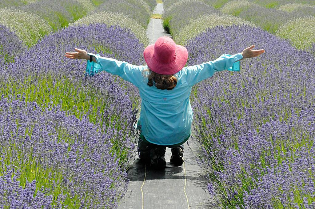 Sequim Gazette photo by Matthew Nash/ Joan Nap of Concrete visits B&B Lavender Farm after attending a wedding in the area on July 9.