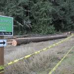Blown-down trees that have been cut and removed from nearby forested areas of Robin Hill County Park await removal from a staging area next to the Olympic Discovery Trail within the park between Sequim and Port Angeles. (Keith Thorpe/Peninsula Daily News)