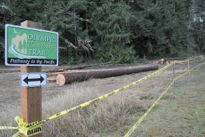 Blown-down trees that have been cut and removed from nearby forested areas of Robin Hill County Park await removal from a staging area next to the Olympic Discovery Trail within the park between Sequim and Port Angeles. (Keith Thorpe/Peninsula Daily News)