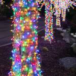 Sequim Gazette photo by Emily Matthiessen / A row of similar trees makes a pleasing show of lights.