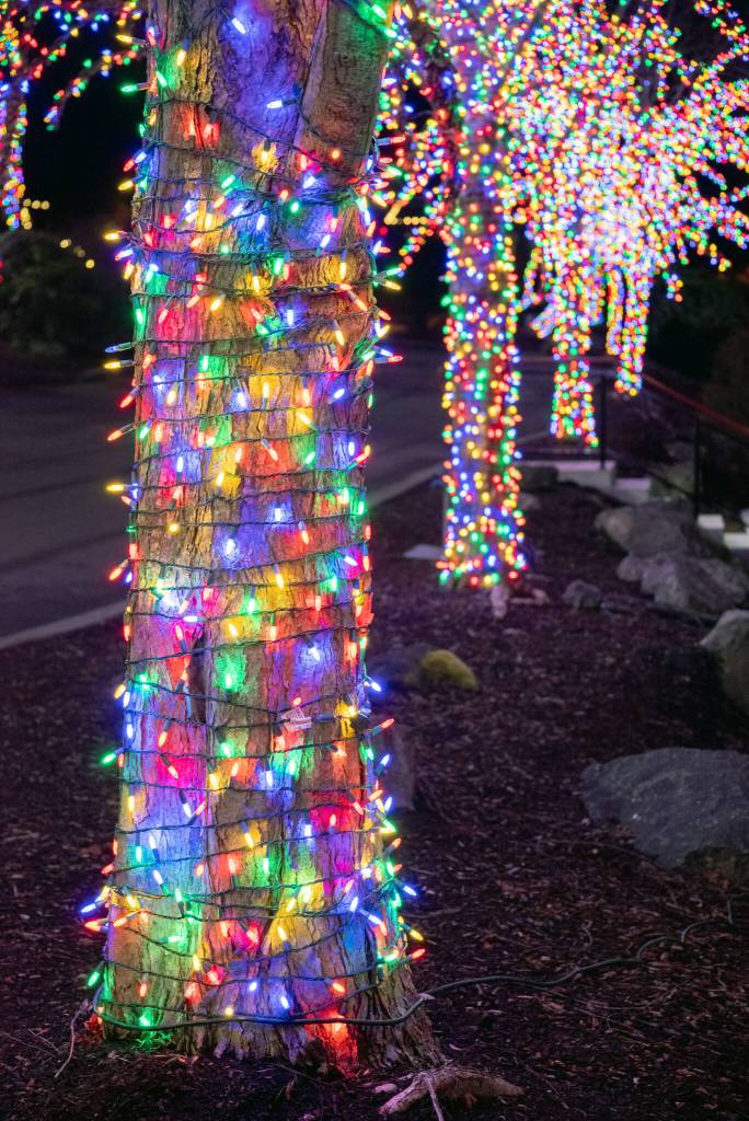 Sequim Gazette photo by Emily Matthiessen / A row of similar trees makes a pleasing show of lights.