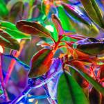 Holiday lights at Jamestown SKlallam Tribes Blyn campus make magic in the leaves of a rhododendron.
