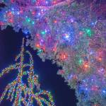 Sequim Gazette photo by Emily Matthiessen / Pointing the camera directly up reveals the different way two trees present their lights.