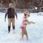 Photo by Keith Thorpe/Olympic Peninsula News Group / Bill Meyer of Forks watches as his golden doodle Remi chases after a tossed snowball at the Port Angeles dog park at Lincoln Park on Dec. 21. Meyer said the dog loved snow and that the park was a favorite romping ground during trips to Port Angeles.