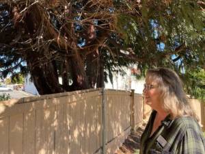 Sequim Gazette photo by Matthew Nash/ Community manager Lori Herrin for Suncrest Village Retirement Community said her calls to police increased this year for concerns of people trespassing, including a couple sleeping in a tree that comes into the facilitys property.