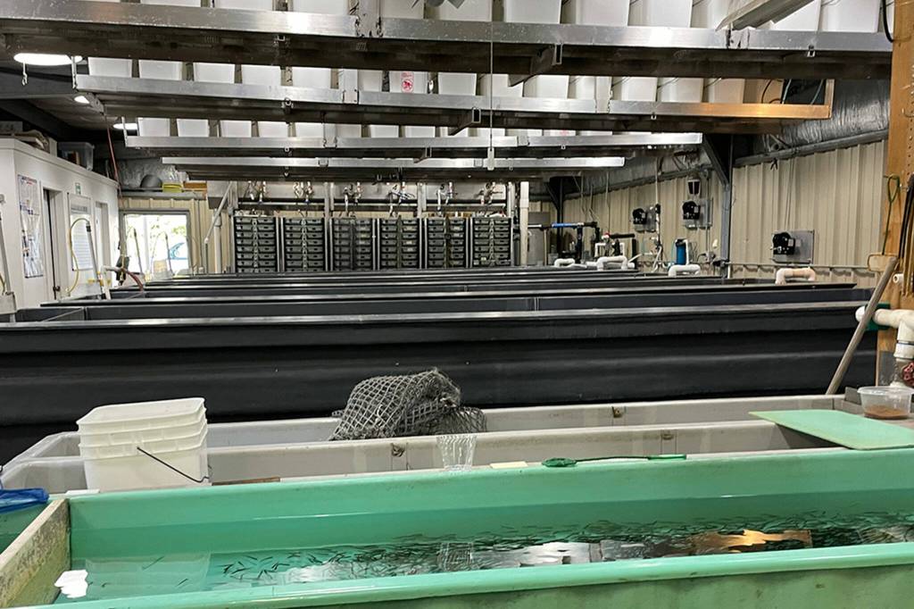 Sequim Gazette photo by Matthew Nash/ A new Hurd Creek Hatchery is being planned to begin construction in February and include a new hatchery building and many other amenities including a water reuse system and more ponds and tanks.